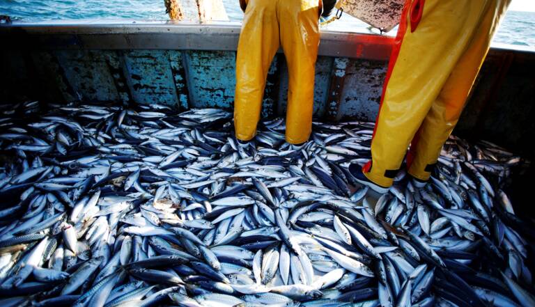 الصيد البحري..ارتفاع قيمة المنتجات المسوقة عند متم أبريل
