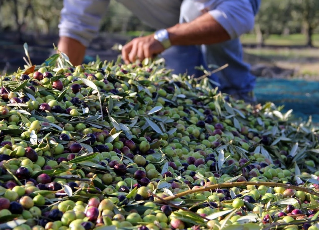 المغرب يراهن على إنتاج 3.5 ملايين طن من الزيتون في  2030