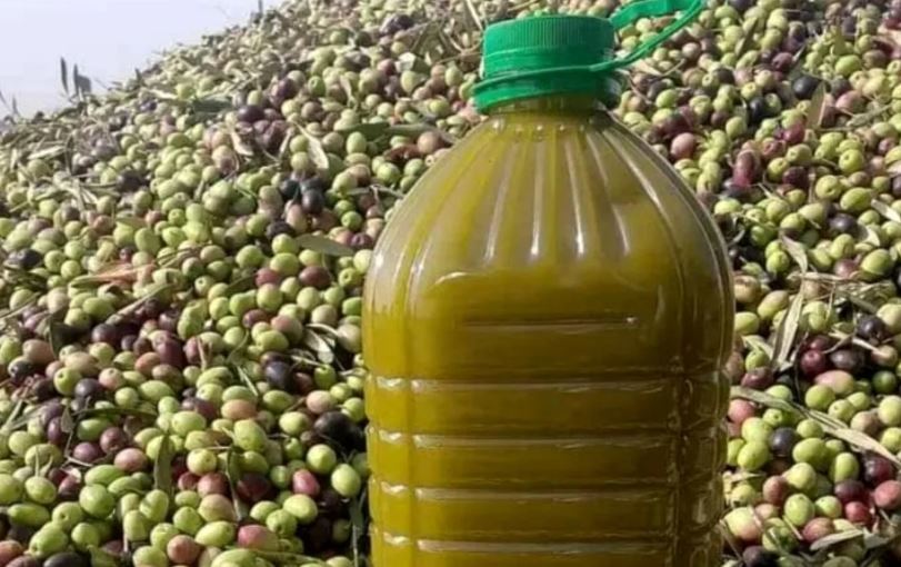 زيت الزيتون المغربي يقتحم الأسواق العالمية