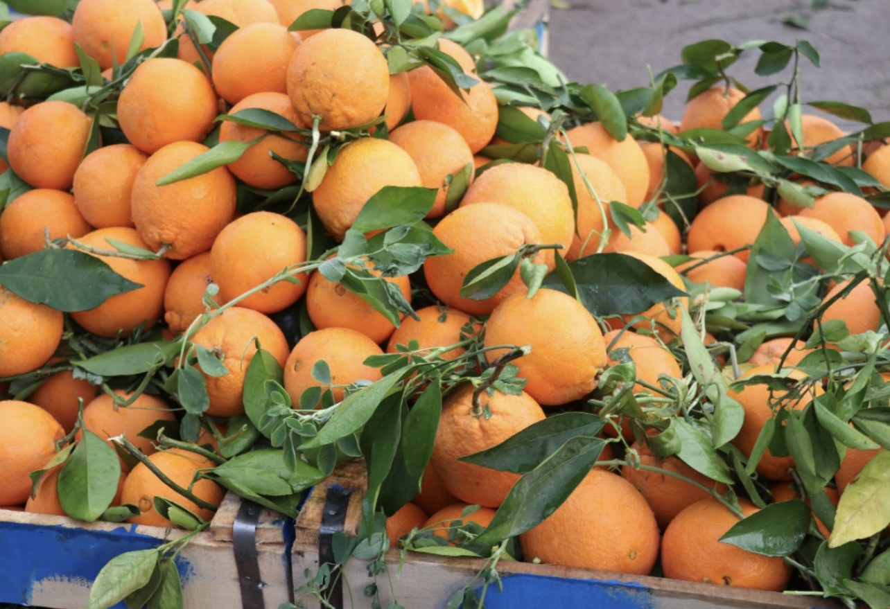 رغم ارتفاع الإنتاج.. لماذا تأخر دخول البرتقال المغربي إلى الأسواق؟