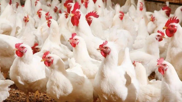 مهنيون: رمضان سيعرف وفرة في الدجاج بأسعار معقولة