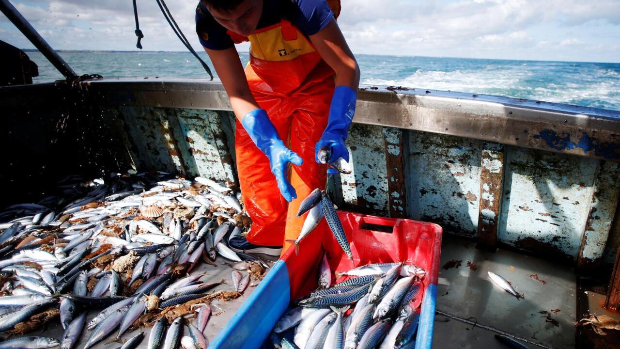 الصيد البحري.. تسويق حوالي 8,2 مليار درهم من المنتجات