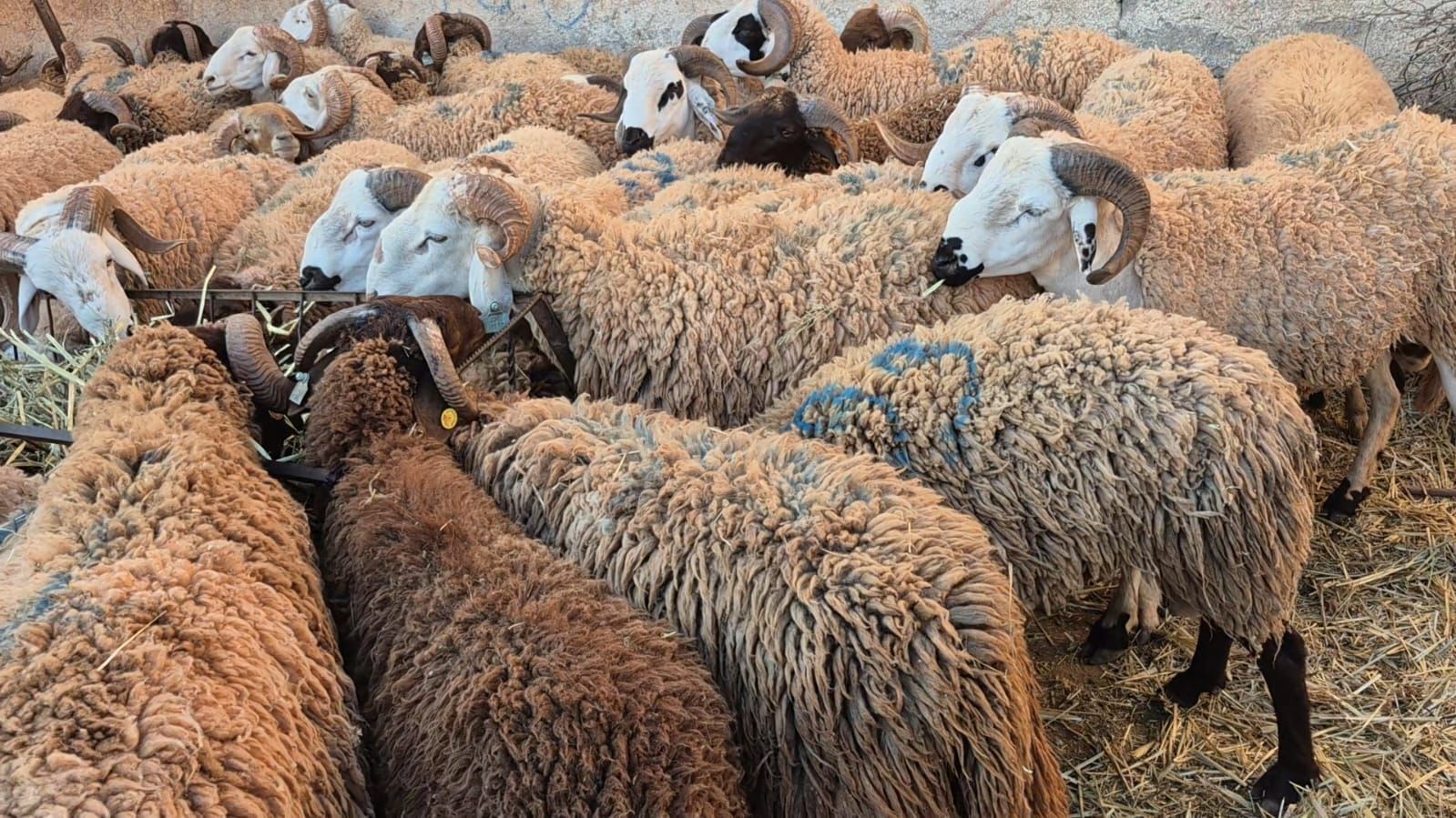 عيد الأضحى.. مواصلة تتبع القطيع وتأمين عرض الأضاحي بالأسواق