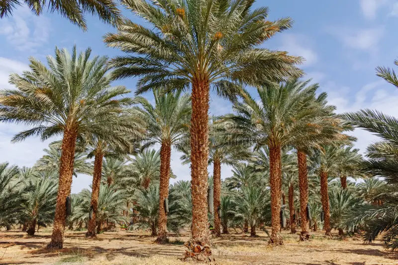 المعهد الوطني للبحث الزراعي ينخرط في البرنامج الوطني لغرس 5 ملايين نخلة