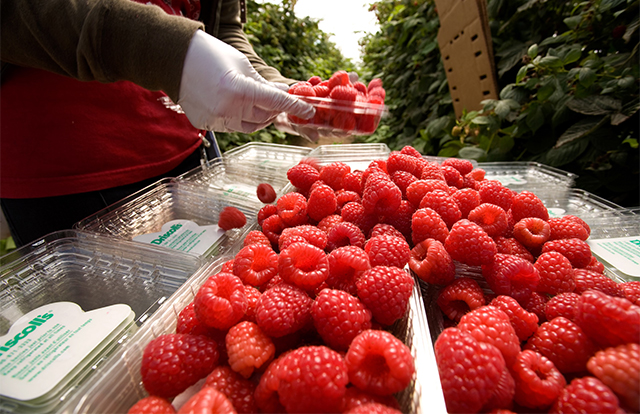 تعطل جمركي في ميناء الجزيرة الخضراء يربك صادرات التوت المغربي نحو أوروبا