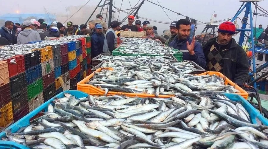 مفرغات الصيد الساحلي والتقليدي تقفز إلى حوالي 600 ألف طن خلال سبعة أشهر