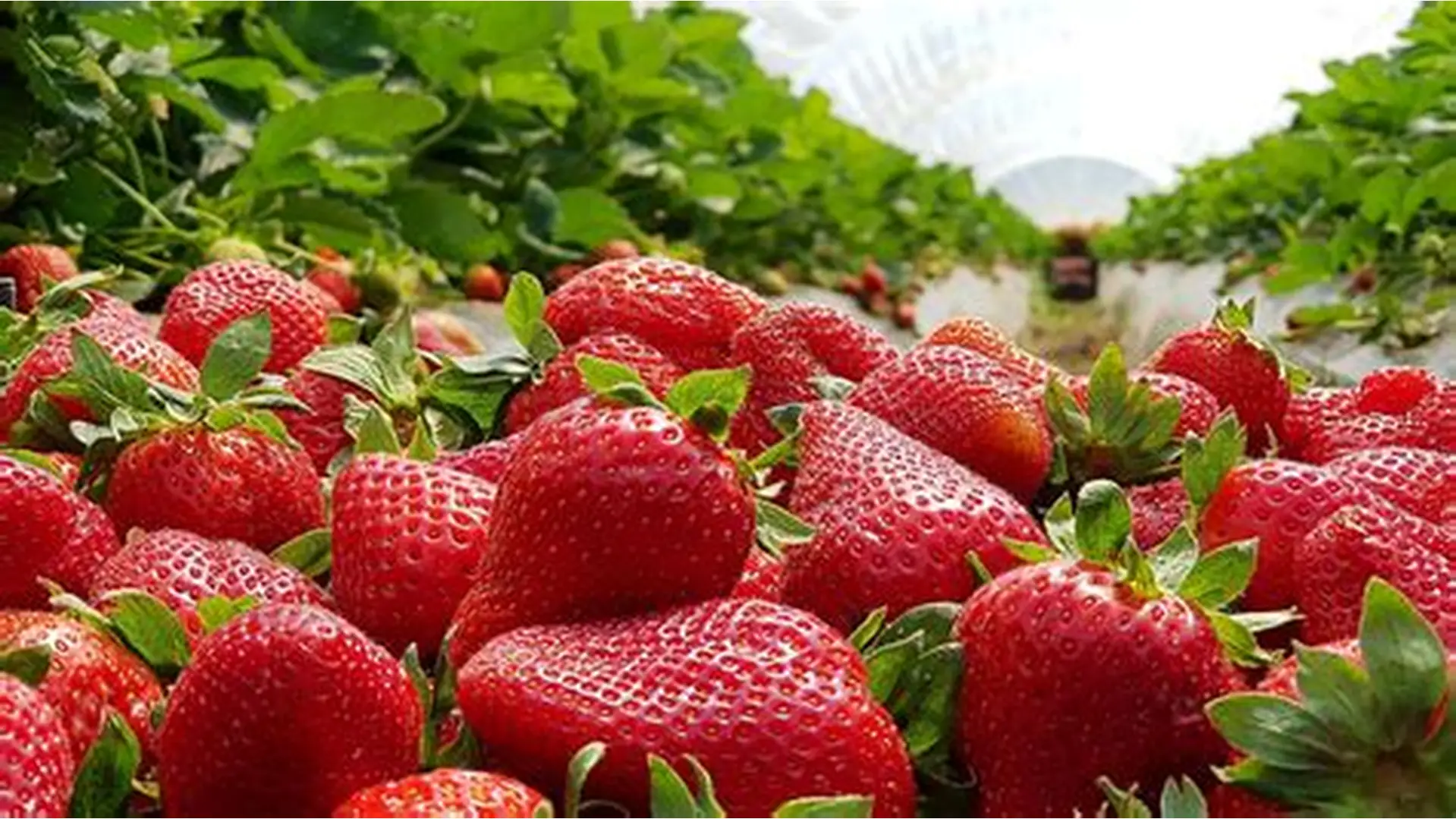 تراجع قياسي لصادرات الفراولة المغربية خلال موسم 2025-2026