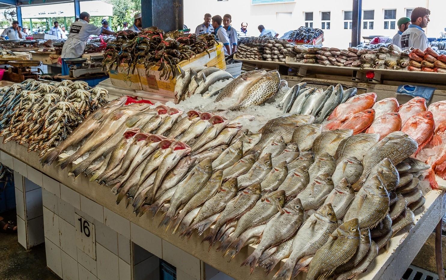 أسعار الأسماك تواصل التحليق عاليا في شمال المملكة