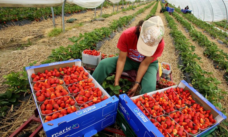 يهم المغاربة الراغبين في العمل بالخارج: الحكومة الإيطالية تبحث عن 40 ألف عامل موسمي غير أوربي