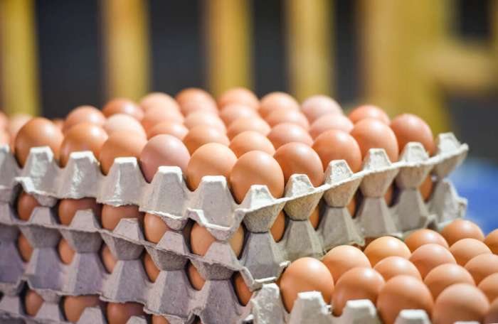 مطالب بفتح تحقيق في ارتفاع أسعار البيض واحتكار المنتجين الكبار