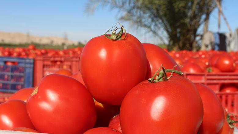 المغرب يضاعف صادرات الطماطم إلى بريطانيا ويتفوق على إسبانيا