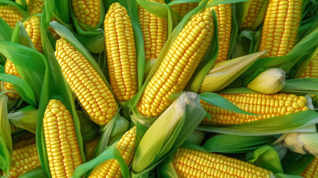 المغرب يعزز موقعه في سوق الذرة الخضراء الأوروبية بعد ارتفاع الصادرات في 2024