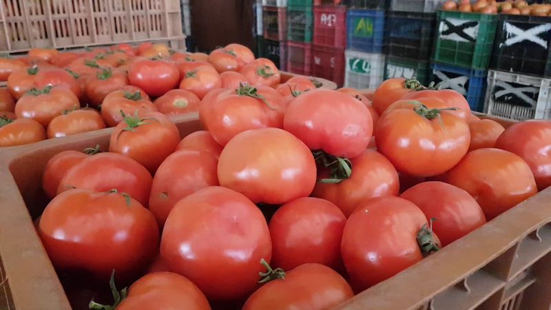صادرات الطماطم المغربية إلى ألمانيا قفزت بـ73.16 % خلال 5 سنوات + إنفوغراف