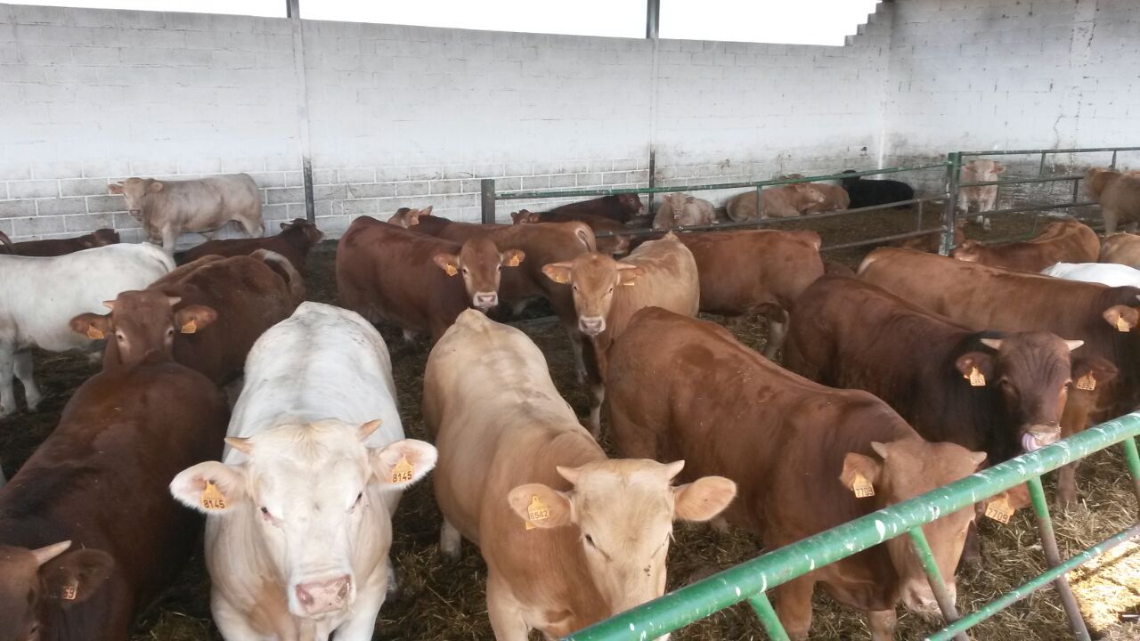 أزمة اللحوم الحمراء.. 4500 رأس أورغوايانية في طريقها إلى المغرب