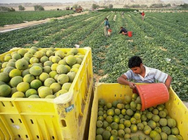 دعم أمريكي بـ4 ملايير لفائدة تعاونيات فلاحية مغربية