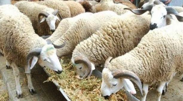 يهم البيضاويين.. مجلس البيضاء يطرح خدمة ذبح أضحية العيد وهذه أسعارها