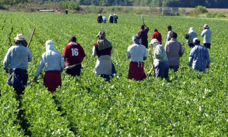 1.25 مليار درهم استثمارات إماراتية تدعم التنمية الفلاحية بالمغرب