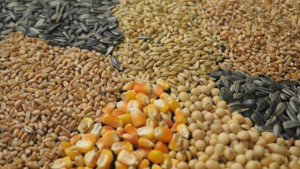 ارتفاع أسعار اللحوم الحمراء.. والأعلاف في قفص الاتهام