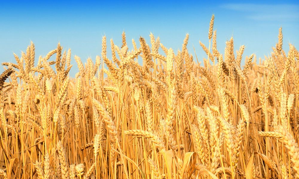 المجاعة تهدد العالم بعد ارتفاع أسعار القمح وانخفاض المحصول العالمي