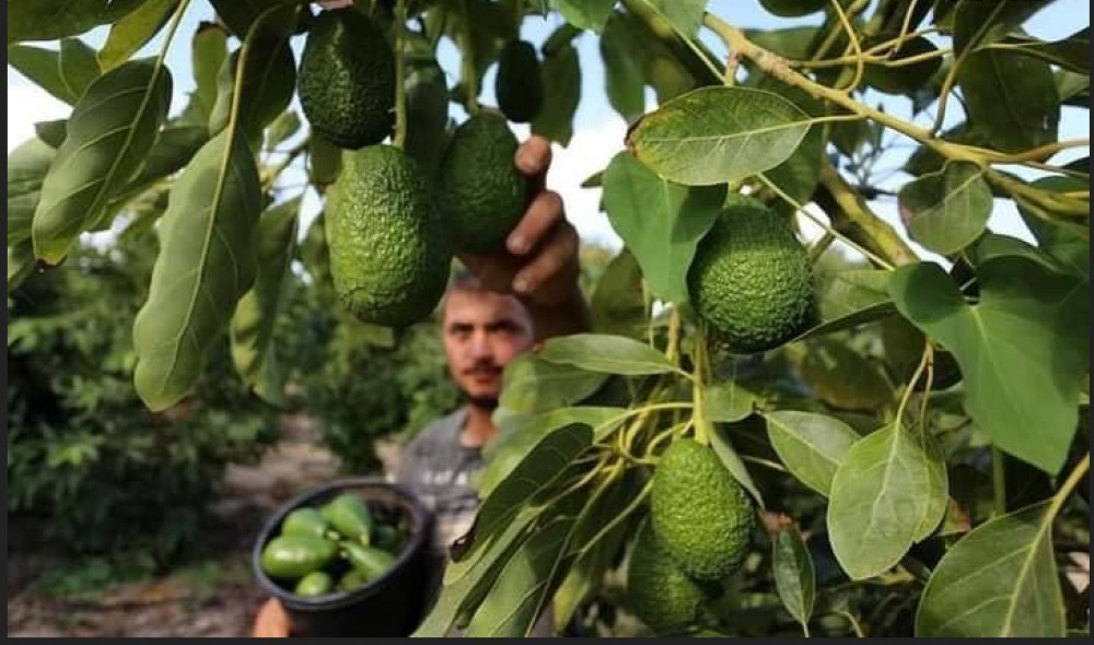 الزيادة في إنتاج الأفوكادو قد يفاقم أزمة الماء في المغرب