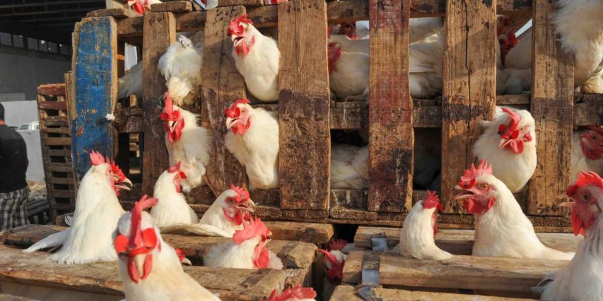 أسعار الدجاج تواصل الارتفاع وتوقعات باستمرار الغلاء مع تزايد الطلب