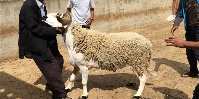 حماة المستهلك: عيد أضحى بدون حوادث