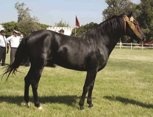 كيف تروج الخيول لاقتصاد خفي؟ وما هي تحدياته؟