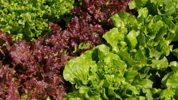 ارتفاع صادرات المغرب من الخس الطازج إلى فرنسا وبريطانيا+ إنفوغراف
