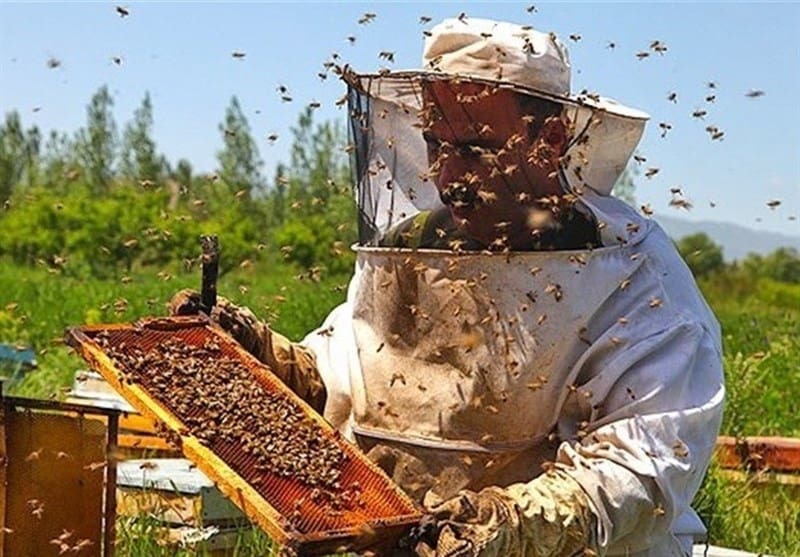 انهيار خلايا النحل.. المهنيون غاضبون وهذه أسبابهم