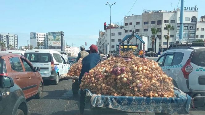 ارميلي تعلن نهاية جولان عربات الجر بالحيوانات في شوارع البيضاء