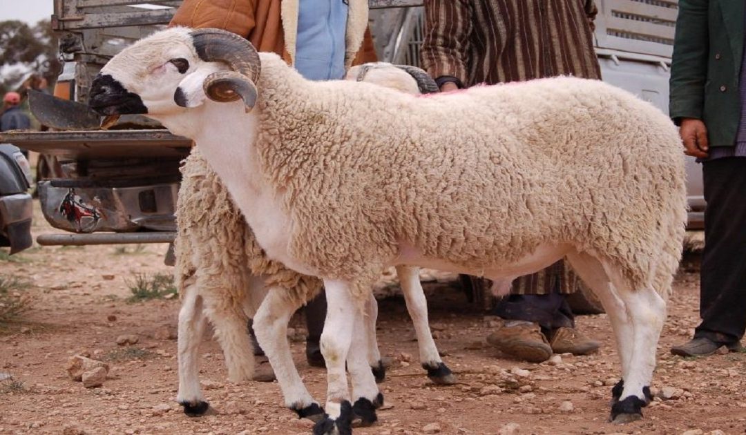 وزارة الأوقاف: عيد الأضحى يوافق 27 ماي 2026