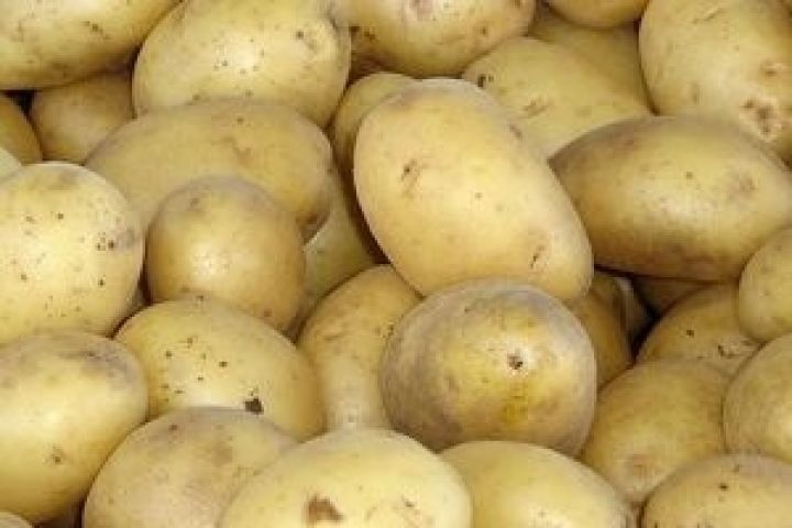 صادرات البطاطس المغربية في أدنى مستوياتها خلال 5 سنوات + إنفوغراف