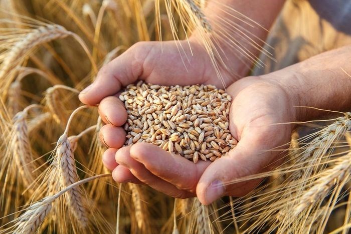 بايتاس: المخزون الوطني من القمح يكفي لـ 4 أشهر وأسعار المادة مرتفعة بشكل مهول