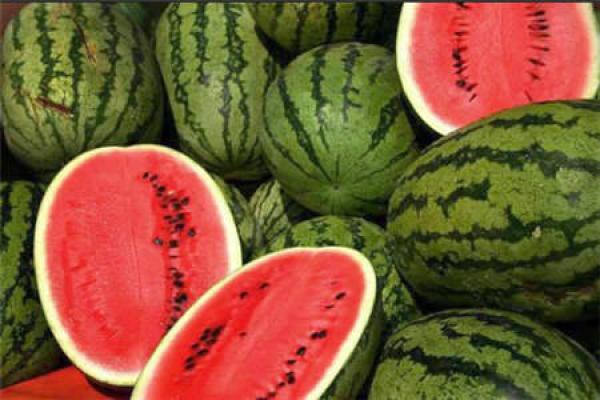 تقييد المساحات المزروعة يهوي بمحصول "الدلاح" في زاكورة بـ25 %