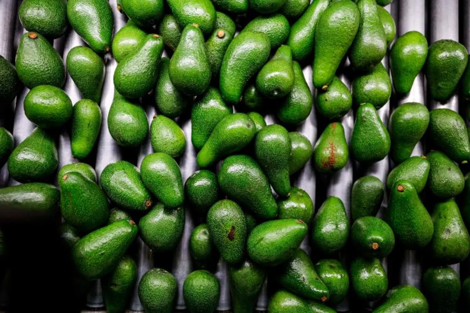 المغرب يتصدر الإنتاج العربي للأفوكادو