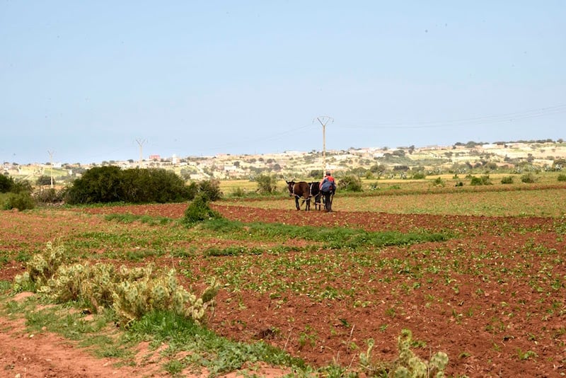 القرض الفلاحي للمغرب قدم الدعم للفلاحين في هذه الظرفية الصعبة