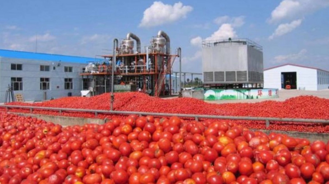 أضرضور لـ"اقتصادكم": نصدر يوميا ما بين 700 وألف طن من الطماطم وأوقفنا التصدير 3 أيام