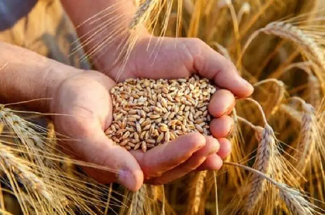 المغرب يعتزم استيراد 1.5 مليون طن من القمح من فرنسا