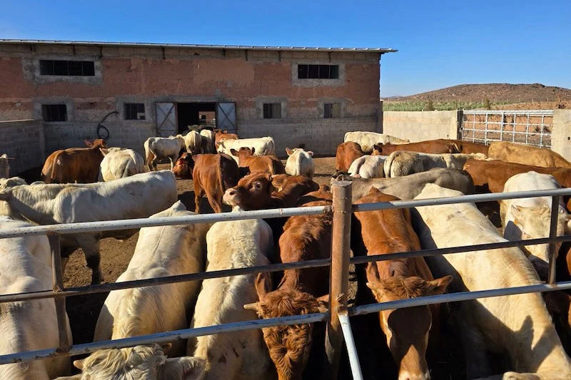 بعد تراجع القطيع بـ30%.. الحكومة تمدد إعفاء استيراد الأبقار والجمال