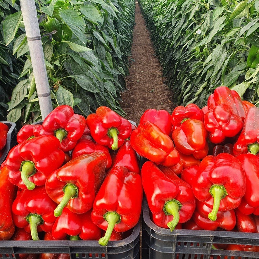 المغرب يرفع صادرات الفلفل الحلو إلى بريطانيا 60% ويقترب من ثلاثي الكبار