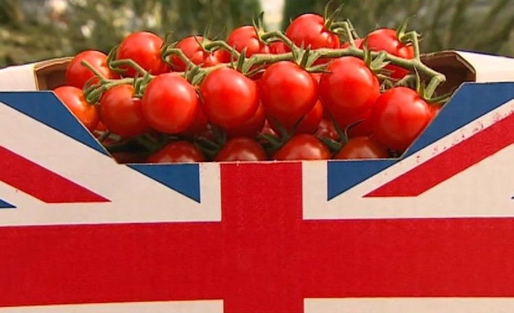 للعام الثالث تواليا.. المغرب يزيح إسبانيا من سوق الطماطم البريطانية