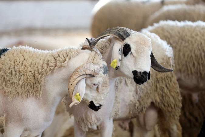 ارتفاع عدد المستفيدين من دعم مربي الماشية إلى 977 ألف كساب