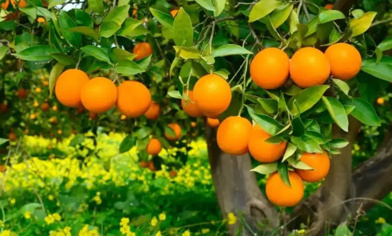 المغرب يوسع نفوذه في سوق الحوامض البريطانية بحصة قياسية