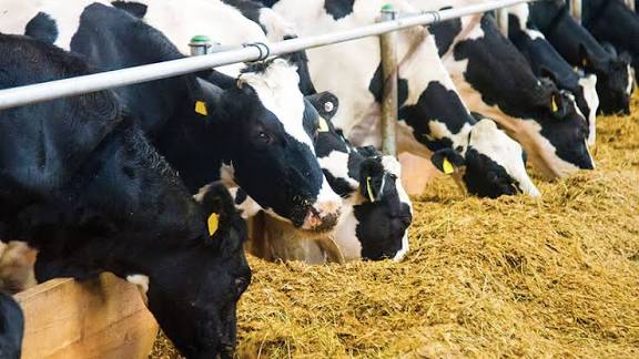 ارتفاع أسعار اللحوم الحمراء.. والأعلاف في قفص الاتهام