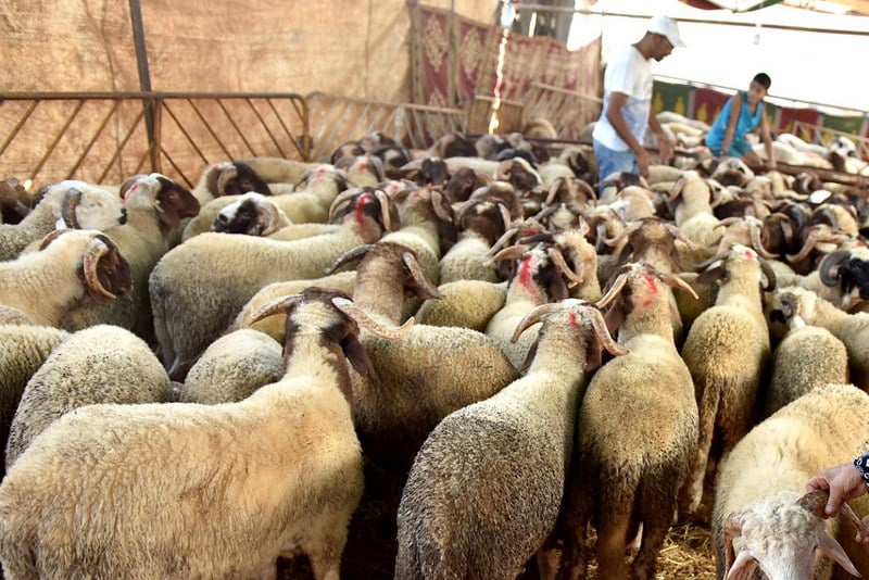 الحكومة تؤكد استقرار القطيع الوطني وتسجيل 565 سوقا و162 ألف وحدة تسمين