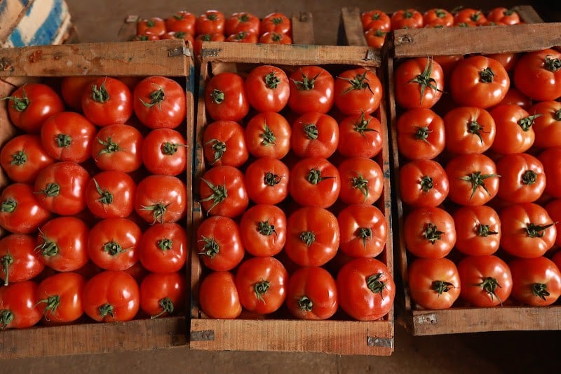 الطماطم المغربية تتصدر السوق الأوروبية متجاوزة صادرات إسبانيا