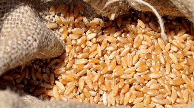 مخزون الحبوب ينخفض بالمغرب رغم توقعات بإنتاج 32 مليون قنطار
