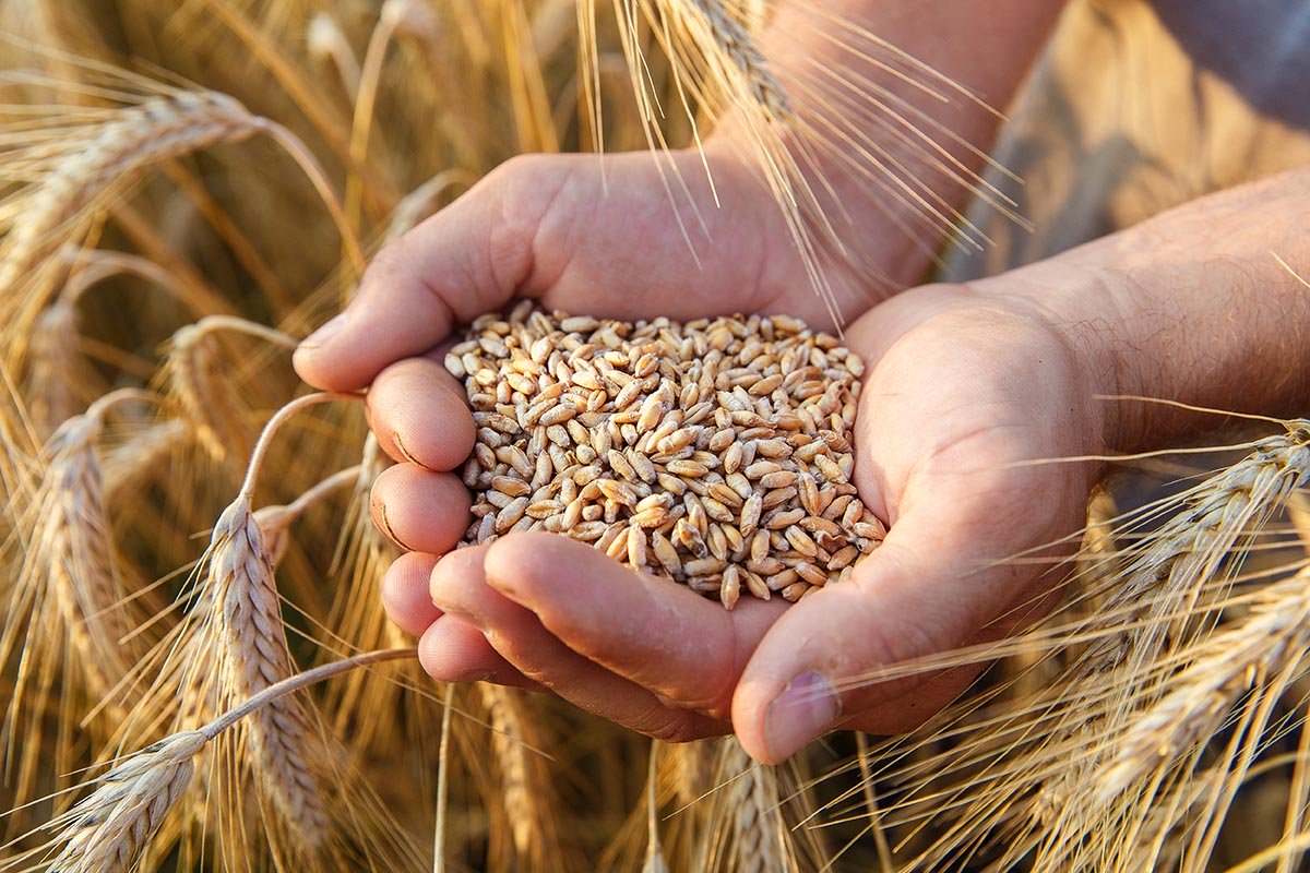 فاتورة استيراد الحبوب تقفز بـ 1400 مليار