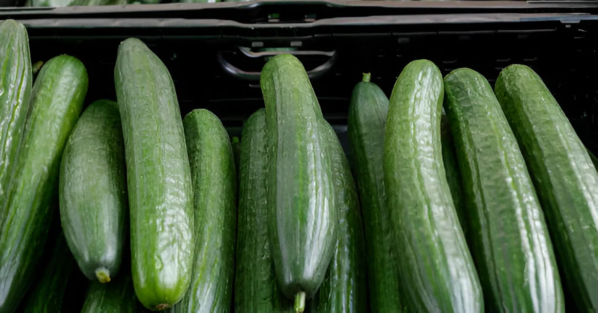 قفزة قياسية لصادرات المغرب من الخيار إلى إسبانيا في موسم 2024/2025