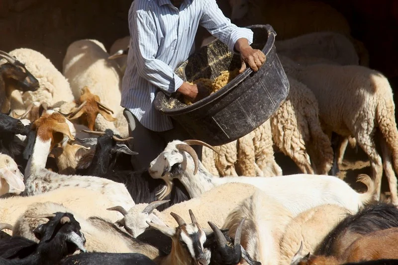 ديون الأعلاف تهدد استفادة الكسابين الصغار من دعم الدولة